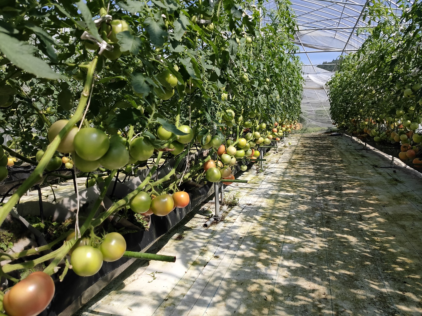 とき農園のトマトハウス